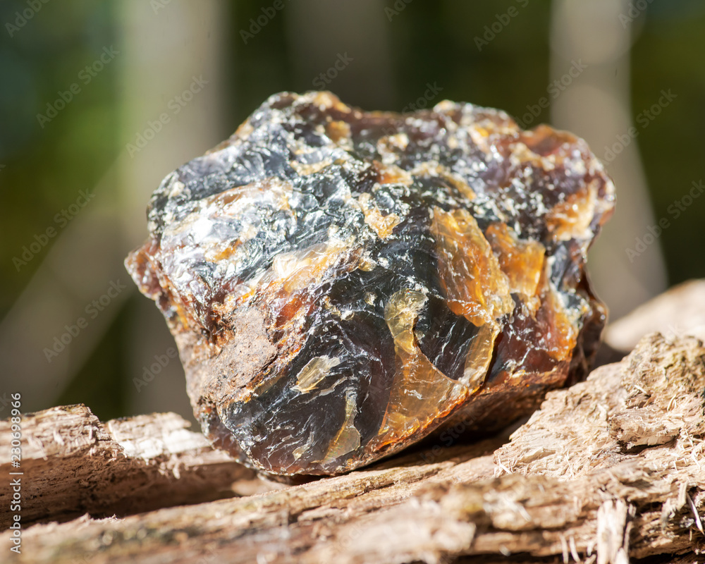 Rough piece of included Blue Amber from Indonesia on wood branch in the forest preserve. Rough piece of included Blue Amber from Indonesia on wood branch in the forest preserve.