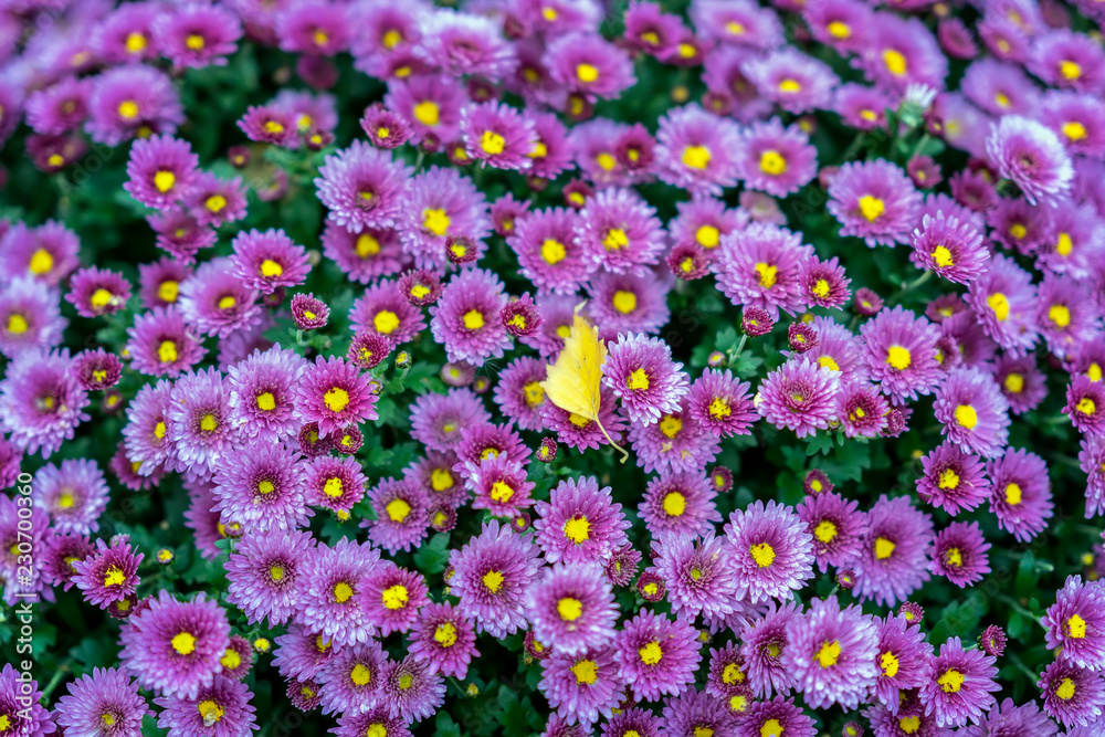 Naklejka premium Bright purple flowers of chrysanthemum on a street flowerbed a sunny day and the first fallen leaf of a tree, the change of seasons. Autumn season. Natural scenic background