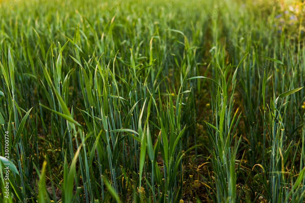 Obraz premium Green sprouting rye agricultural field in springs sunset. Sprouts of rye.