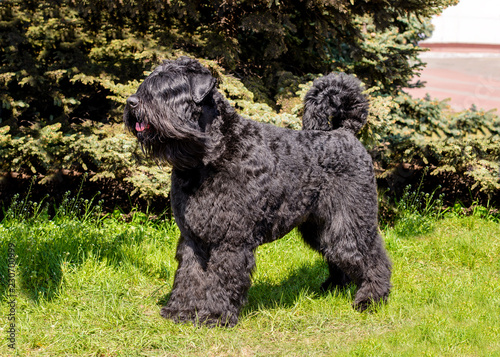 Fototapeta Naklejka Na Ścianę i Meble -  Bouvier des Flandres looks ahead.  The Bouvier des Flandres stands on the green grass.