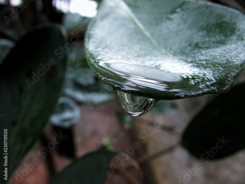 Obraz na plátne folha com uma gota de água caindo