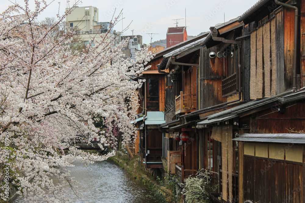 STREETS OF KYOTO DURING SAKURA