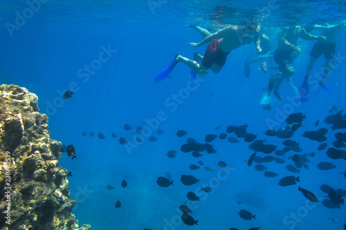 Red Sea underwater scenery with tropical fishes, Egypt