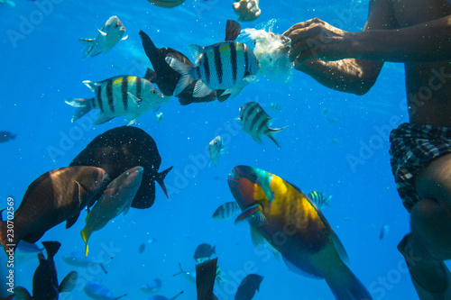 Red Sea underwater scenery with tropical fishes  Egypt