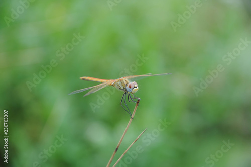 dragonfly on stick © Artem