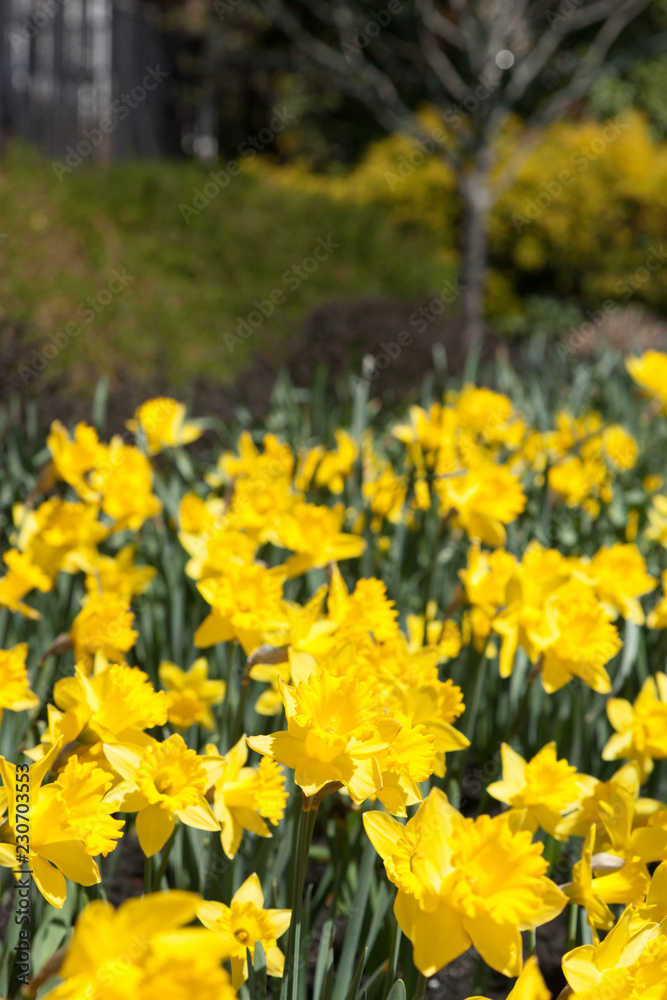 Obraz premium Daffodils in Bloom