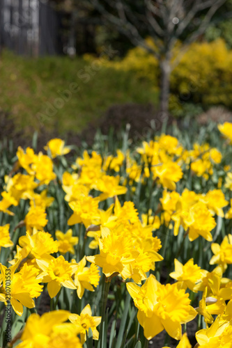 Fototapeta Naklejka Na Ścianę i Meble -  Daffodils in Bloom