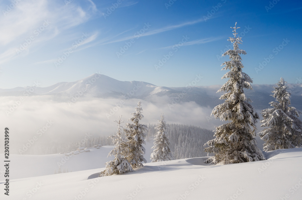 Obraz premium Christmas snow white landscape in the mountains