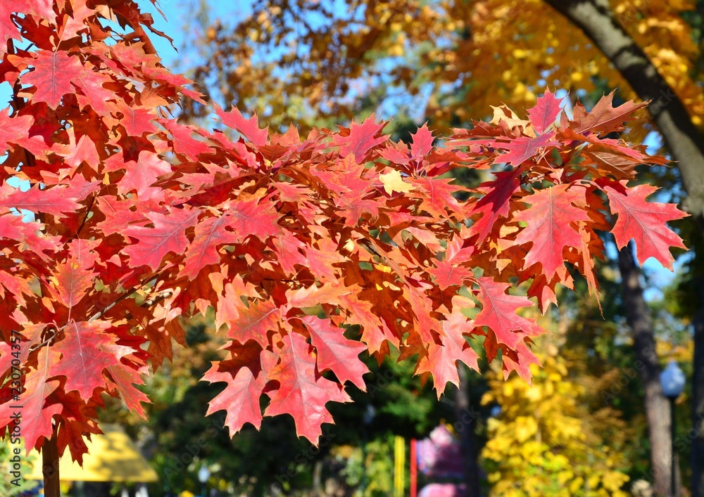 Colorful leaves hang on an autumn tree, bright colors of nature Colorful leaves hang on an autumn tree, bright colors of nature
