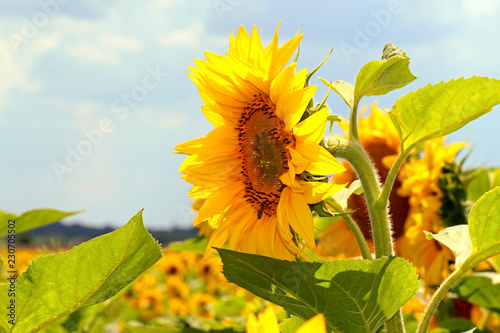 Fototapeta Naklejka Na Ścianę i Meble -  Blossoming sunflower on the farm field