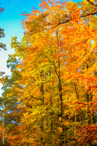 Goldener Herbstwald  Ausschnitt