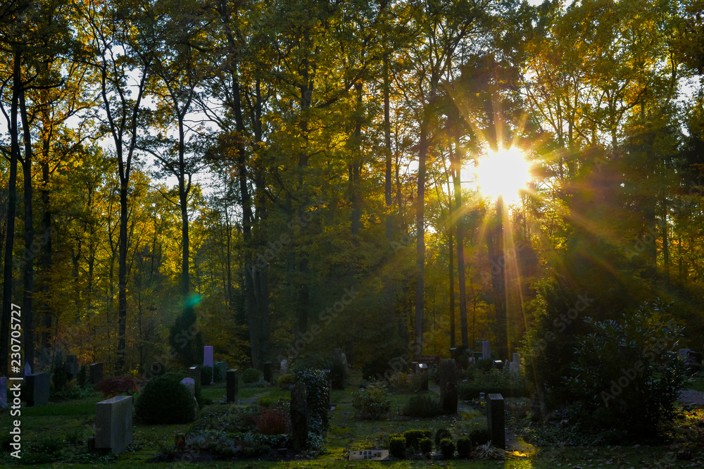 Fototapeta premium Waldfriedhof im Abendlicht