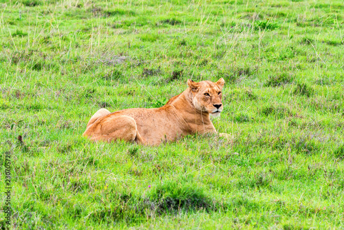 Fototapeta Naklejka Na Ścianę i Meble -  Lioness or Panthera leo rests in savanna close