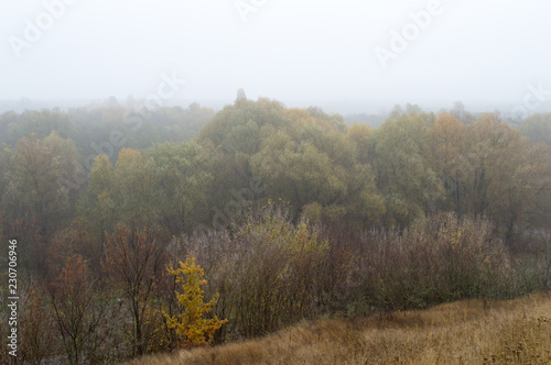 Landscape with wild wheat in front yellow tree at foggy forest background on a cloudy day in golden autumn.
