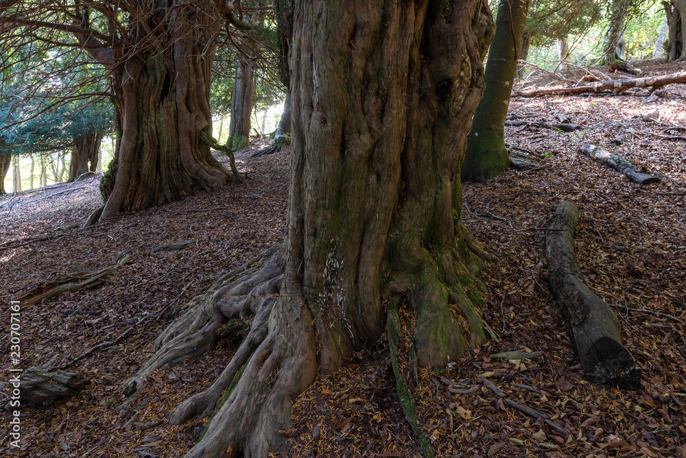Yew-tree forest of Tejeda de Tosande, Palencia province, Spain Yew-tree forest of Tejeda de Tosande, Palencia province, Spain