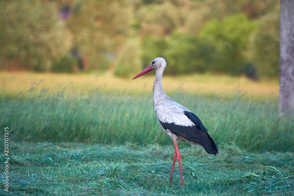 Fototapeta premium The white stork is looking for food in the meadow after haymaking. Bird watching in the countryside in summer.