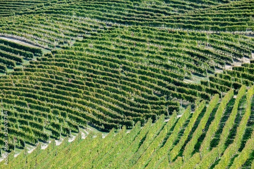 vigneto nelle langhe