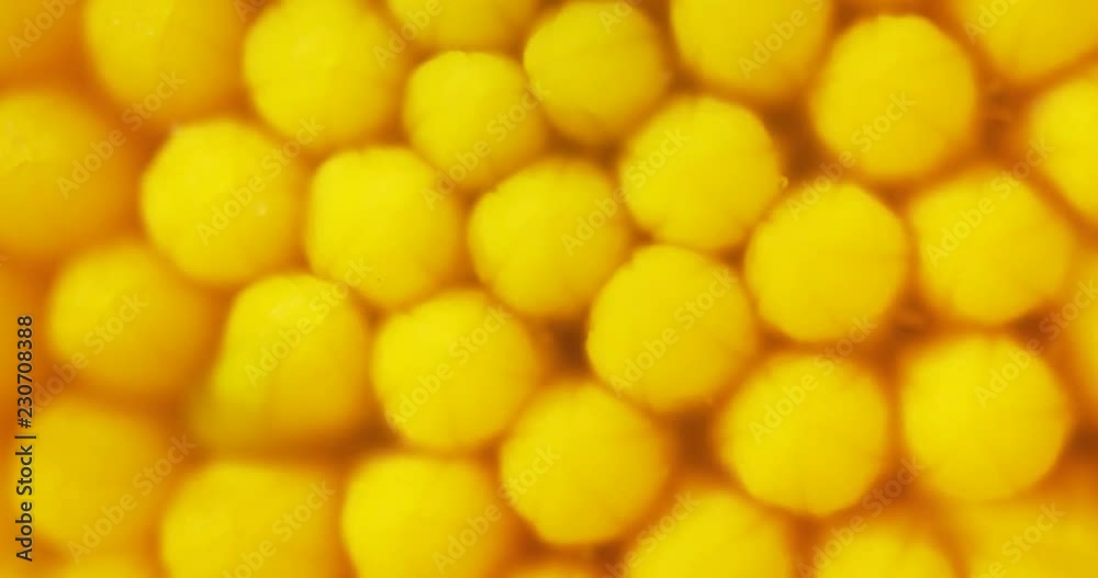 Macro Clip of Bright Yellow, Clustered Inflorescence Structures Macro Clip of Bright Yellow, Clustered Inflorescence Structures