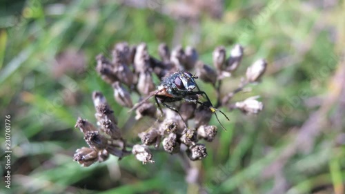 Close up of a fly on a flower bud outside. Insect macro in the spring time on a yellow plant blossom. Insects close up.