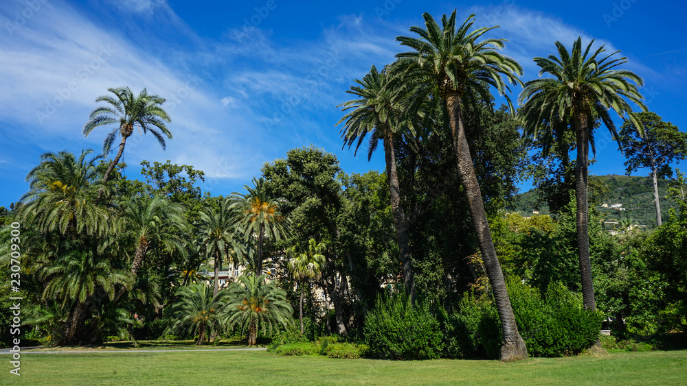 palms in garden in genova nervi