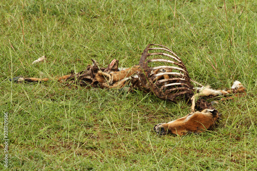 Fototapeta Naklejka Na Ścianę i Meble -  Dead and Rotting Gazelle Carcass