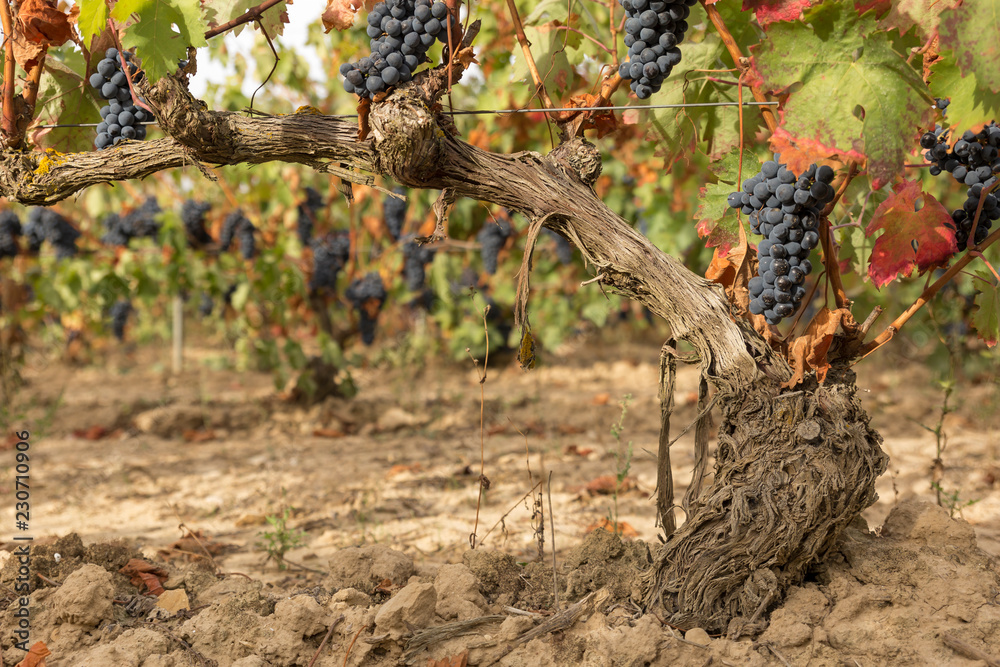Clusters of grapes in a vineyard in autumn