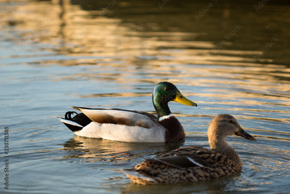 Obraz premium patos en su habitat