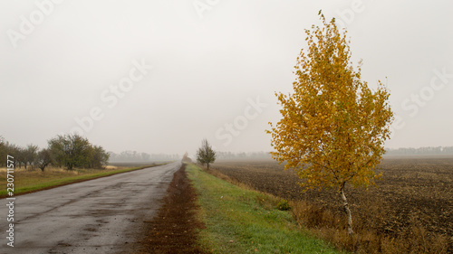 Landscape with alone yellow birch at plowed field background on a cloudy day in golden autumn.