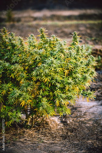 marijuana cannabis weed farm in Canada