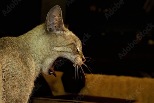 Принти на полотні Felino