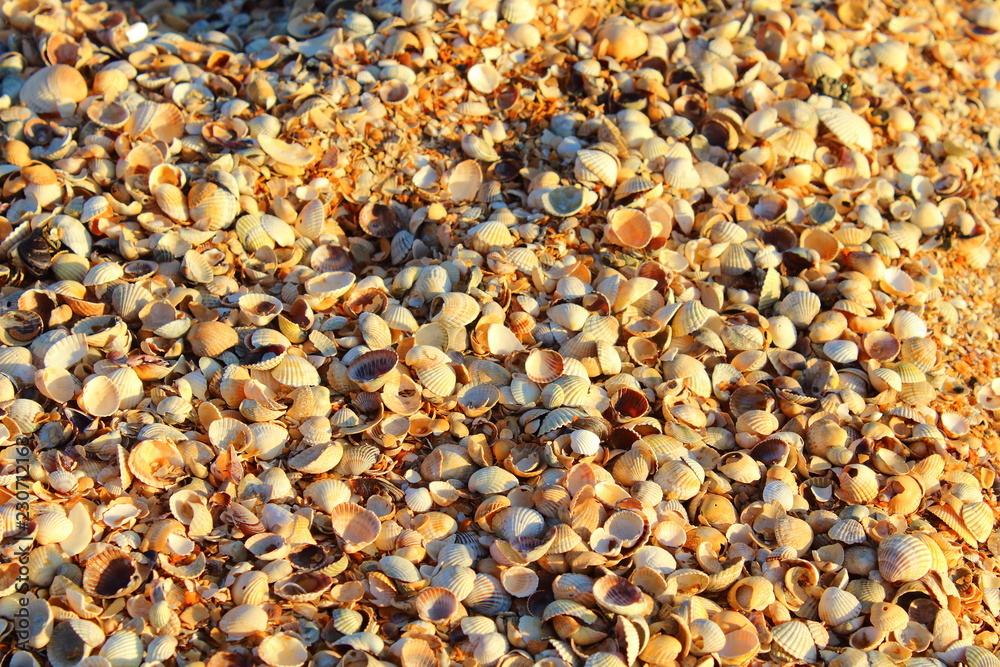 Multicolored seashells on the beach. Close-up. Background. Texture. Multicolored seashells on the beach. Close-up. Background. Texture.