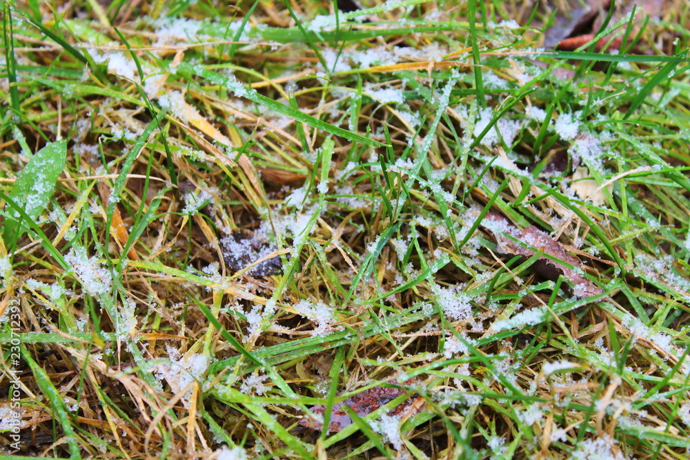 The first snow lying on the green grass. Close-up. Background. The first snow lying on the green grass. Close-up. Background.