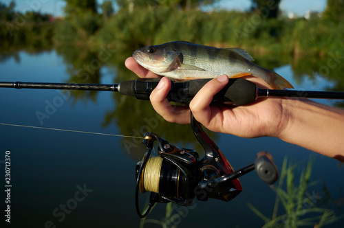 Lake in a meadow. The fisherman is holding a fish. Fishing rod wheel closeup. Spinning reel. The concept of outdoor activities. Tackles for pike, perch, zander.