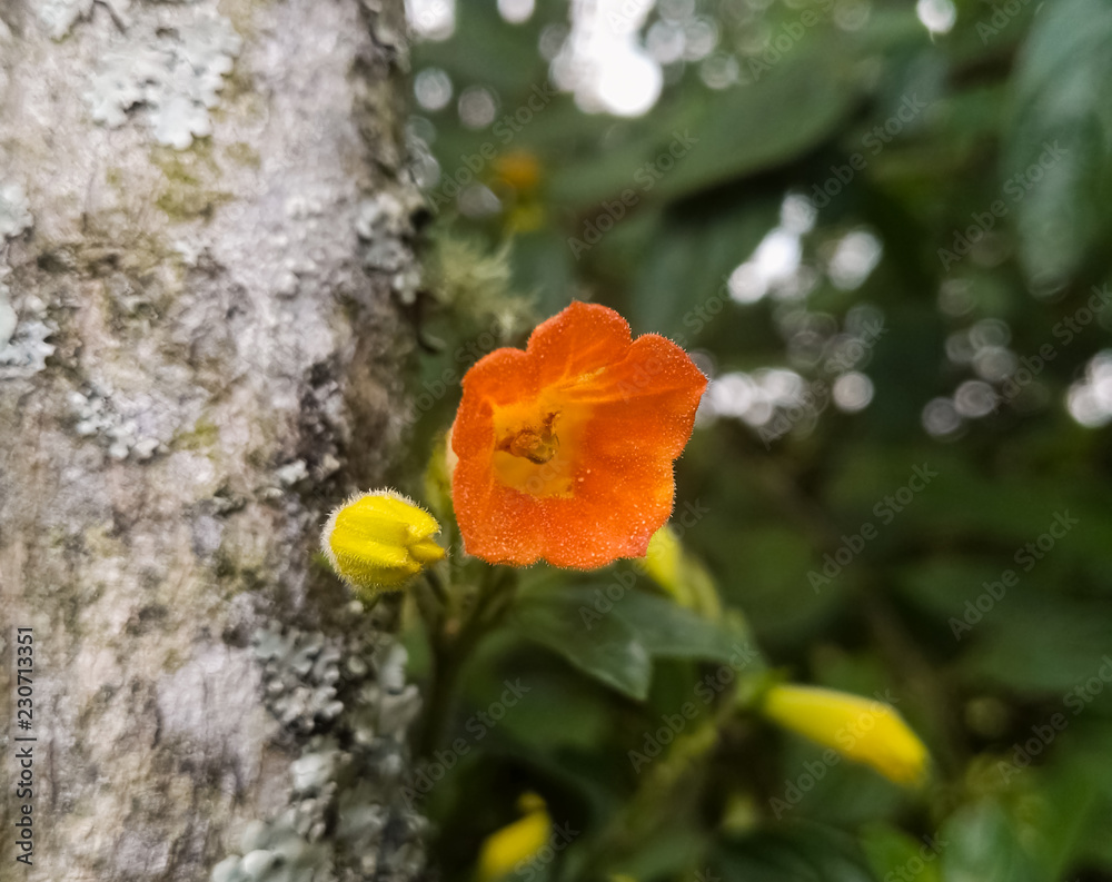 Small orange flower of five petals next to the trunk of a tree in a forest Small orange flower of five petals next to the trunk of a tree in a forest