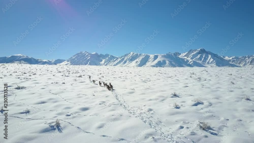 Deer Walking On Snow Covered Mountain Ridge Aerial 4K Deer Walking On Snow Covered Mountain Ridge Aerial 4K