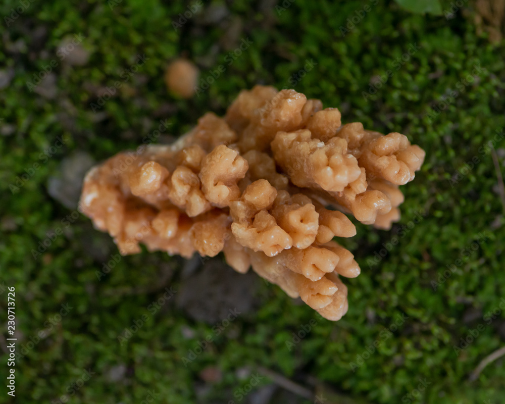 Cave Calcite cluster from Morocco on a green moss in the forest preserve. Cave Calcite cluster from Morocco on a green moss in the forest preserve.