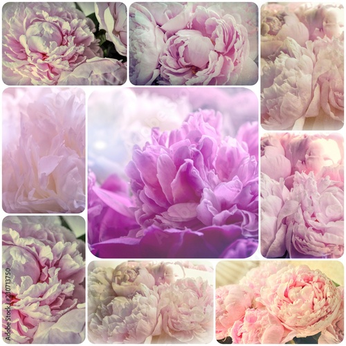 Shabby Chic Collage   - Delicate Pink Peonies Flowers Grunge  Vintage Photo
 photo