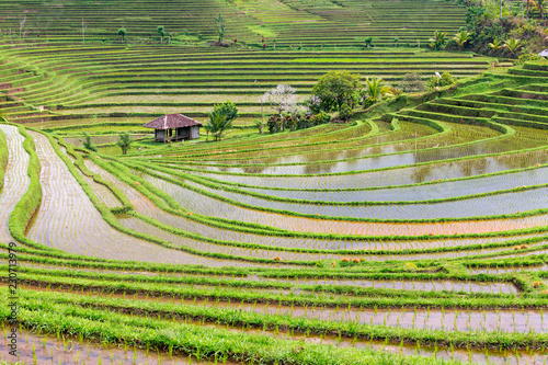 Green rice terrace paddy field landscape in pupuan tabanan bali photo