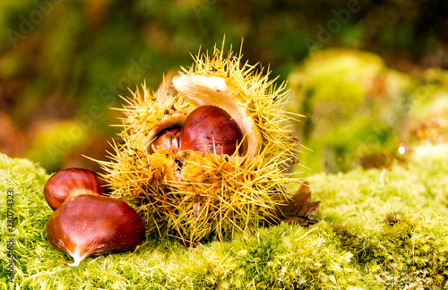 Close up of green curl of chestnuts, fallen on the remains of a trunk, with different species of moss, growing on it, in the undergrowth. Unfocused autumnal background. Vibrant colors. Asturias, Spain