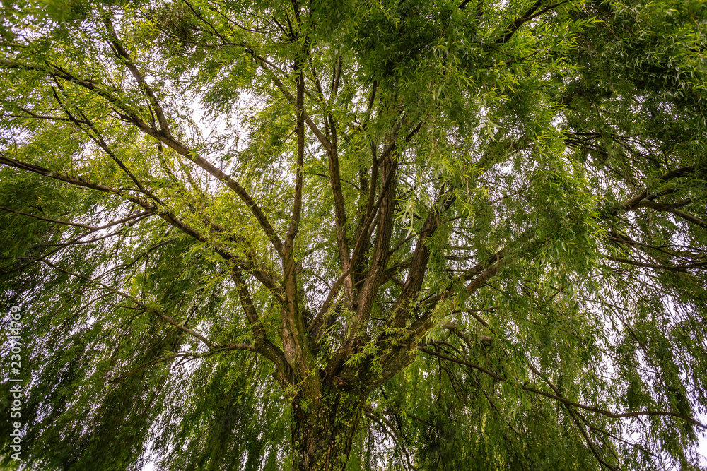 Fototapeta premium A beautiful green tree with a vast foliage