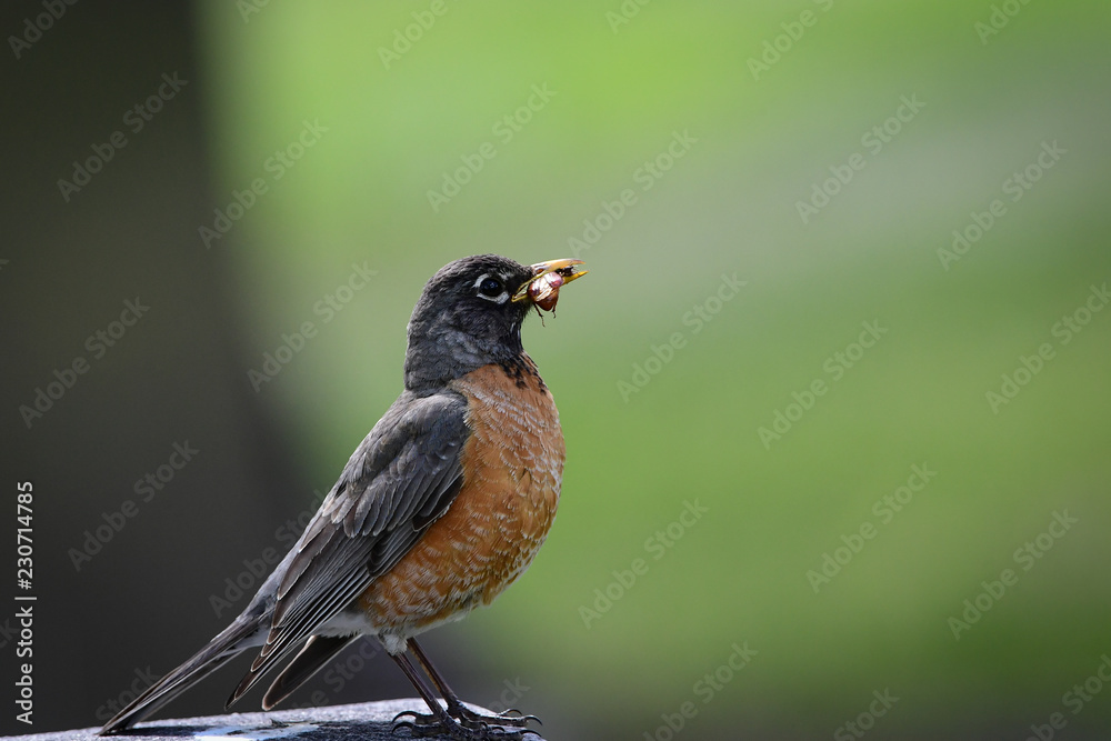Fototapeta premium American Robin