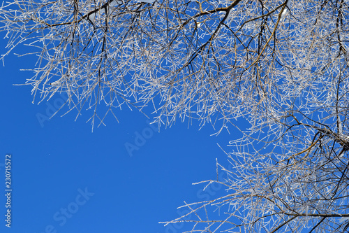 Great Sunny Winter Hoarfrost Branches and Bright Sky Photo Scene 