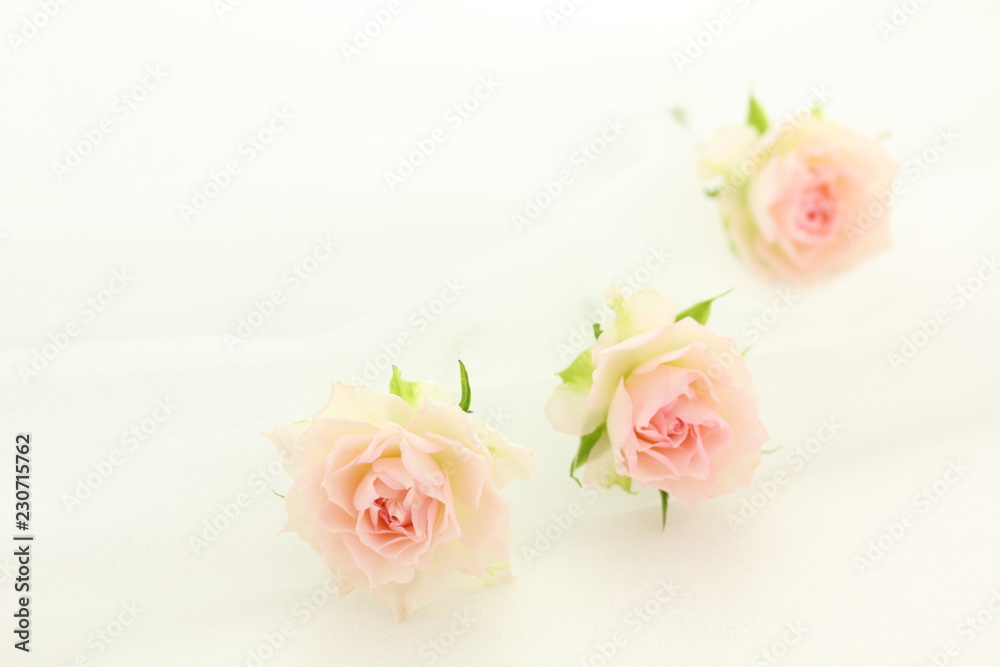 薔薇 背景 Stock 写真 Adobe Stock 薔薇 背景 Stock 写真 Adobe Stock