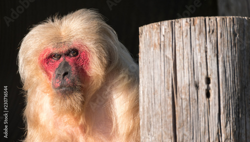 Photography Photo of red faced stump-tailed macaque monkey at Monkey World in Dorset, UK