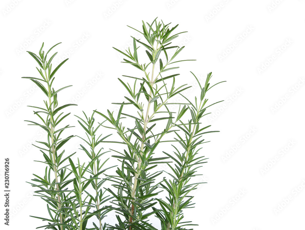 Naklejka premium Fresh Rosemary isolated on white background