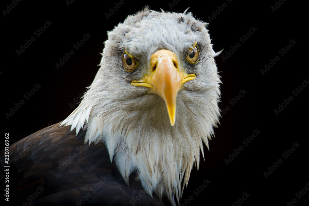 Fototapeta premium Bold Eagle