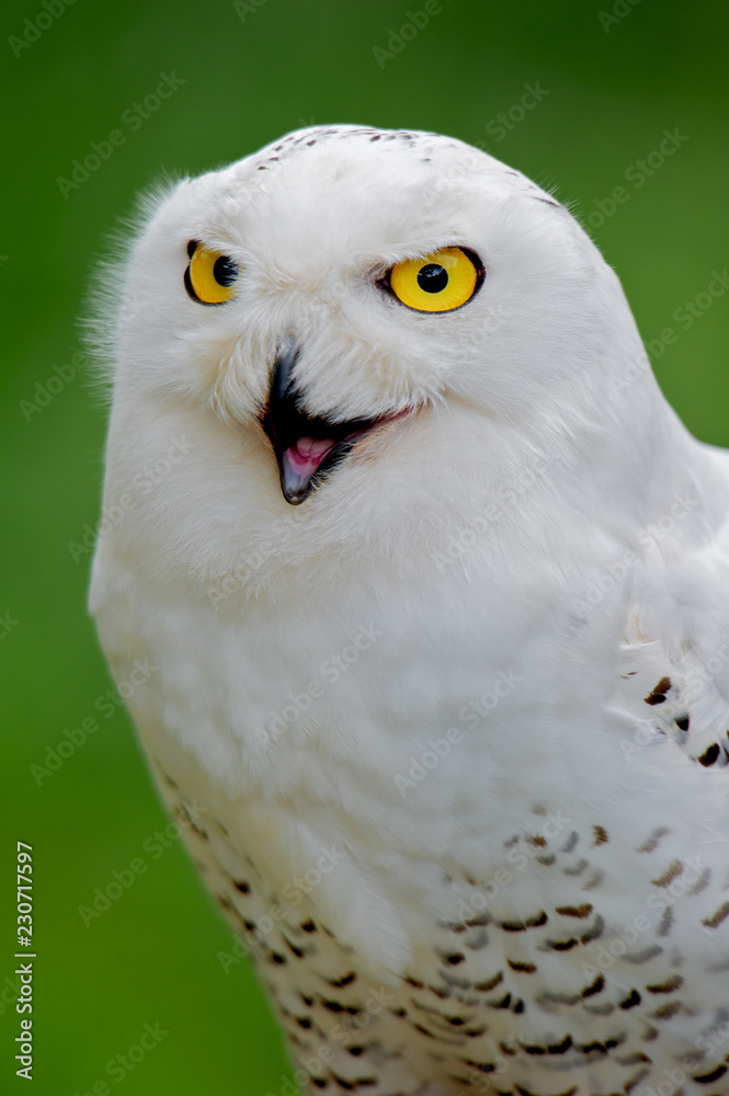 Naklejka premium White Owl