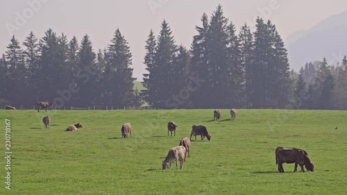 group of cows in the Allg√§u Alps in Germany photo
