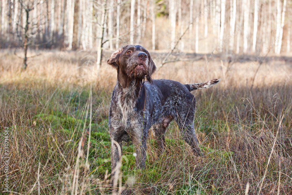Dog breed Drathaar German Wirehaired on nature Dog breed Drathaar German Wirehaired on nature