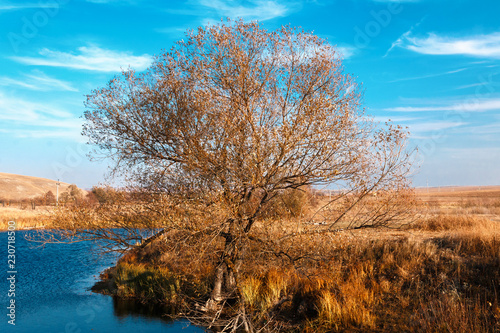 Autumn tree